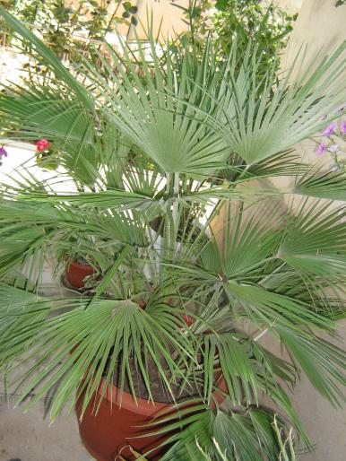 palmier - palmieri