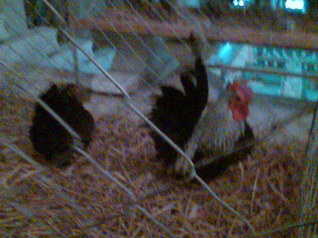 Imag075 - EXPO SATU MARE 2009