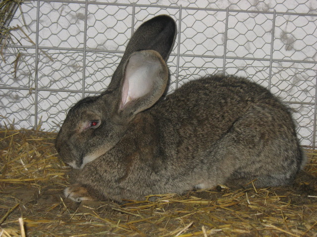 Picture 1549 - iepuri rasa