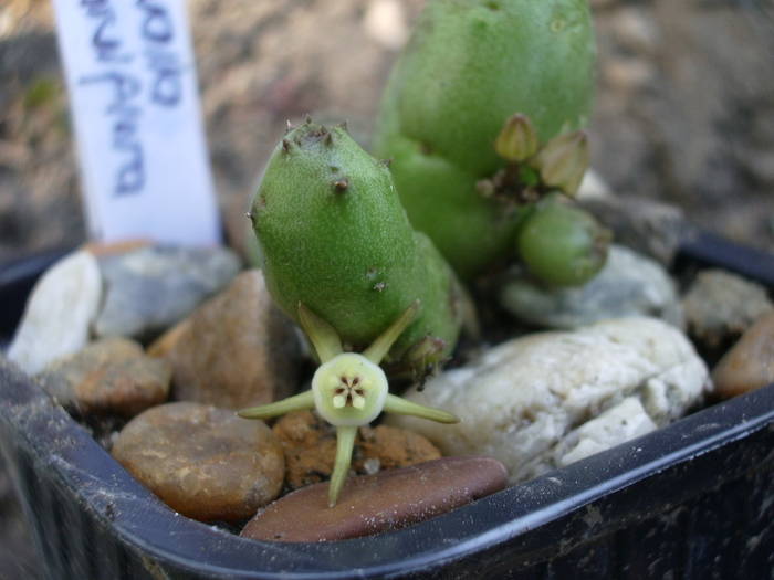 Duvalia parviflora