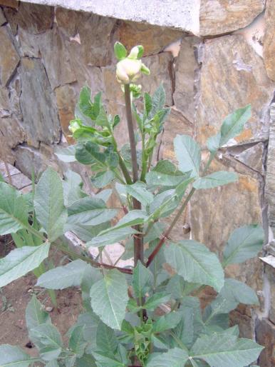 boboc la dalie - Plantele mele de terasa si exterior