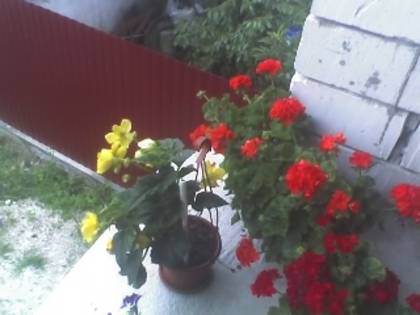 11-07-09_1850 - FLORI 2009