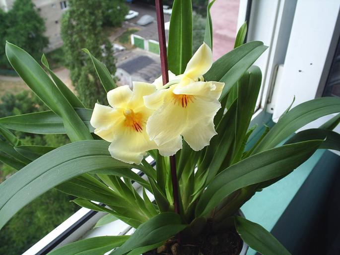 Miltonia