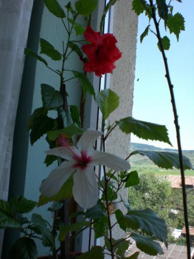 hibiscusi - w 2007 florile mele