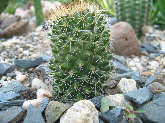 IMG_8135 - Cactusi la mosie 17 iunie 2009