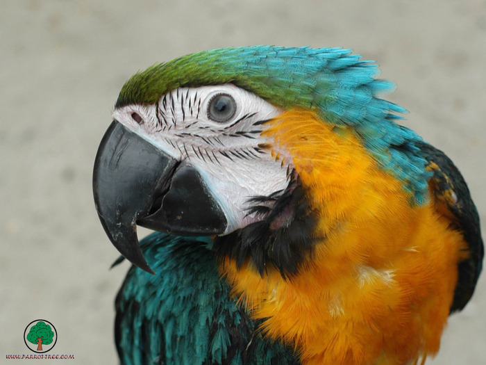 Wallpapers - Parrots - 35 - PAPAGALI