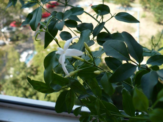 P1040120 - Alte plante