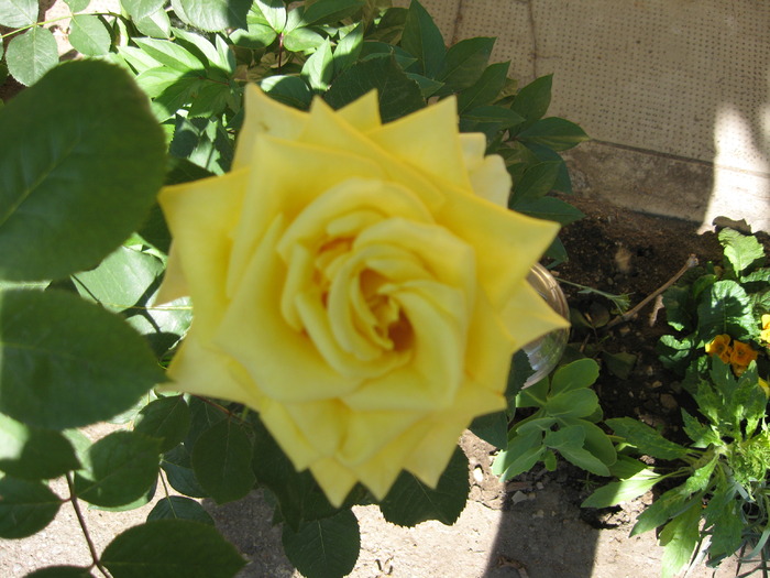IMG_4214; trandafir galben
