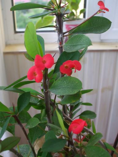 euphorbia mili - Flori
