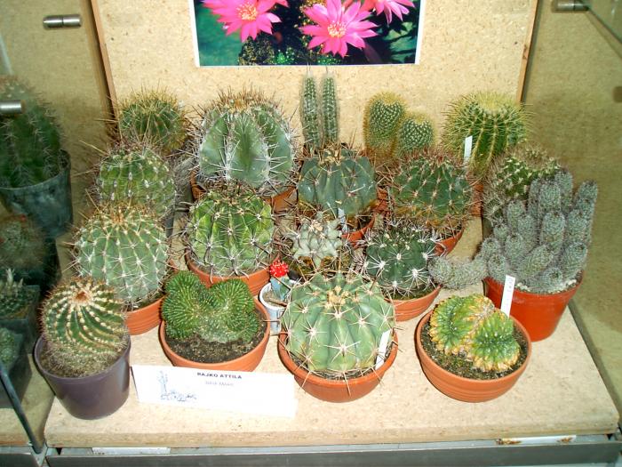 Expozitia Baia Mare aprilie 2004 (56) - Cactusi