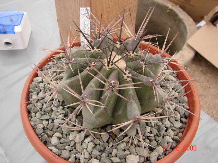 Echinocactus plathyacanthus