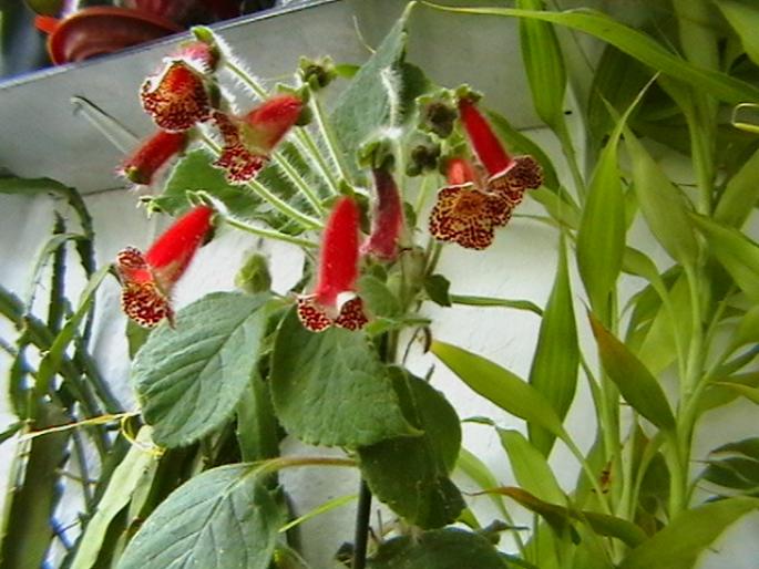 kohleria.