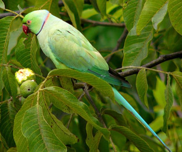 parakeetr01 - papagali colorati