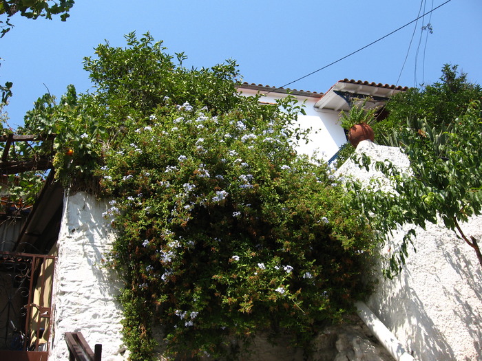IMG_5049 - Skiathos