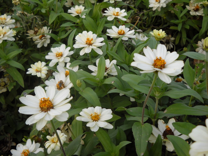 Picture 296 - flori dragute