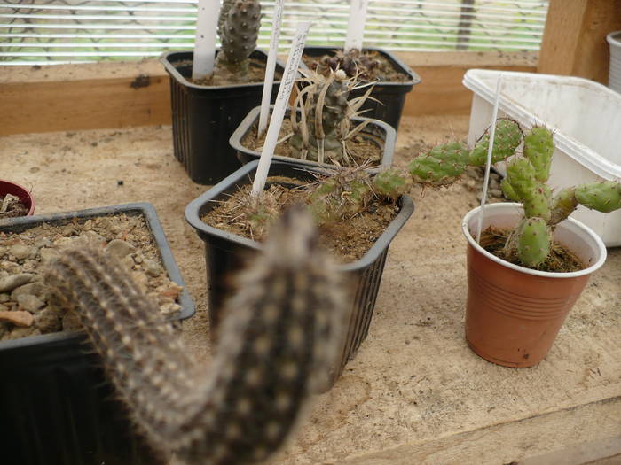 Setiechinopsis mirabilis - Cactusi 2009