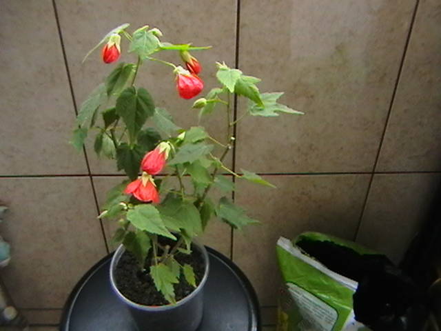 17.03 - abutilon 2009