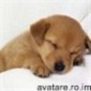 animale__avatare-cu-catei-14_jpg_85_cw85_ch85 - CATELUSI