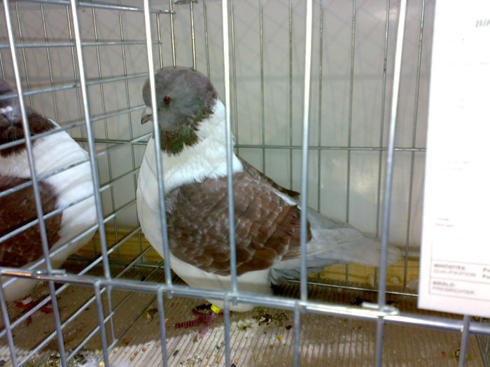 28112009589 - Expozitie Bekescsaba noiembrie 2009