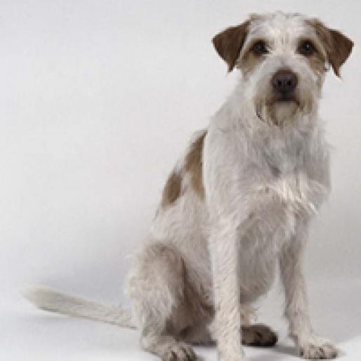 KROMFOHRLANDER - RASE CAINI