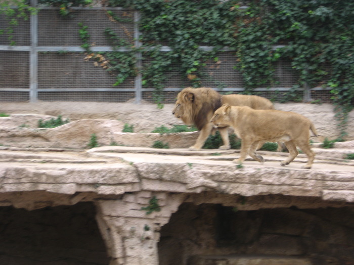 Leul cu leoaicele lui - Gradina Zoologica din Barcelona
