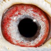 PMTAADXZFUKKZIFVMDS - OCHII PORUMBEILOR