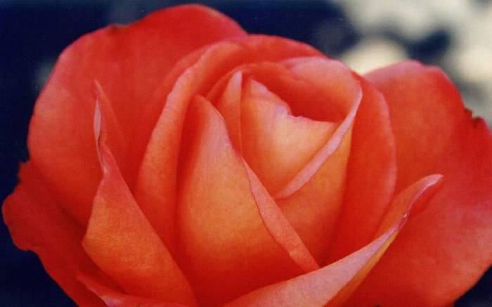 rose058 - Trandafiri