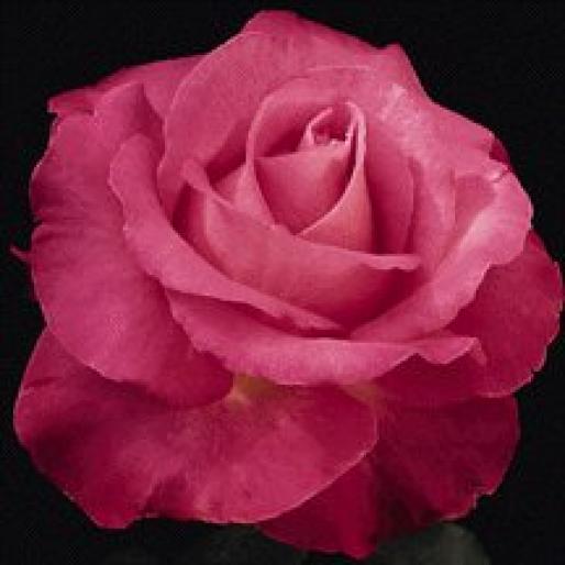 ROSE163 - Trandafiri