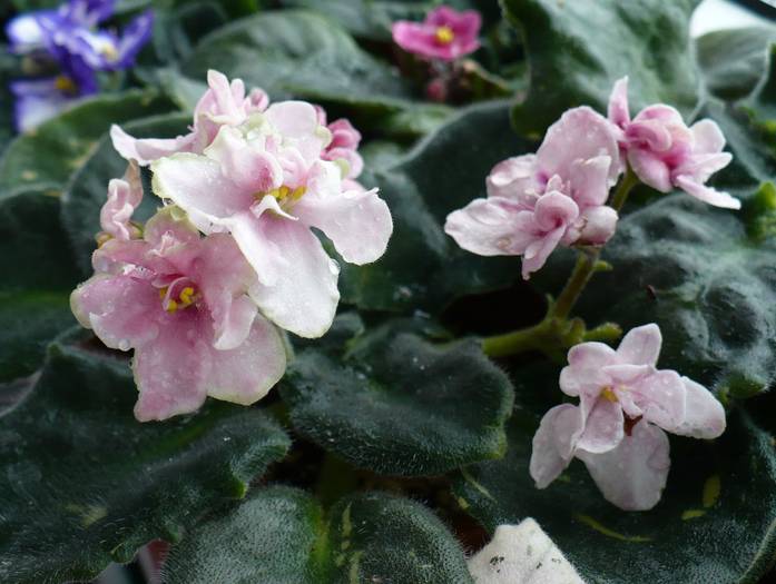 P1130628 - Saintpaulia - violete de camera