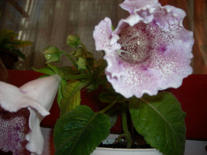 Tigrina blue - Flori - 2009