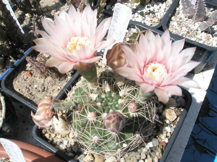 Gymno cu spin central - 05.06 - Gymnocalycium