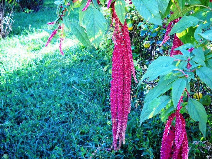 Picture 024 - flori dragute