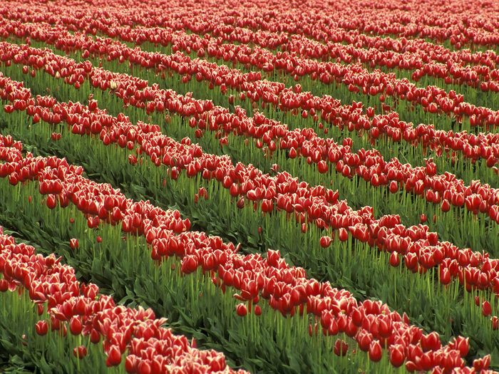 Red Tulips, Skagit Valley Flower Farm, Washington