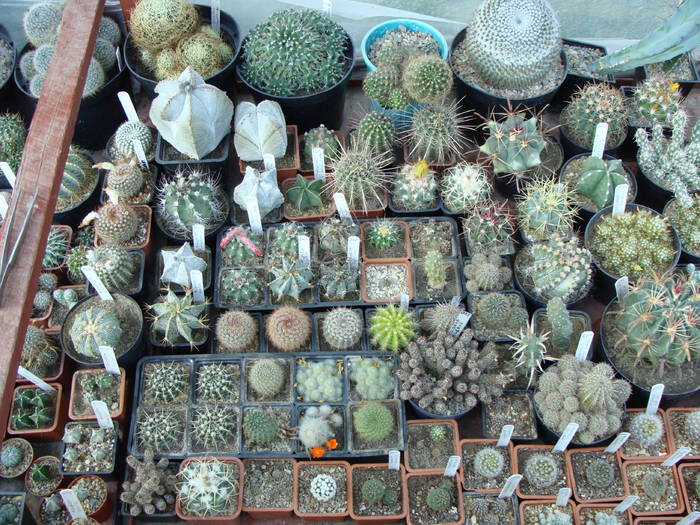 Cactusi - Grup de cactusi