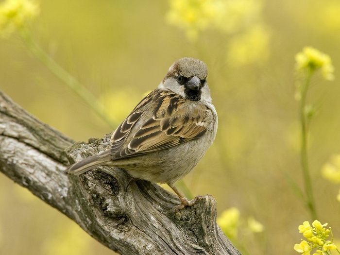 House Sparrow, Seville, Andalusia, Spain