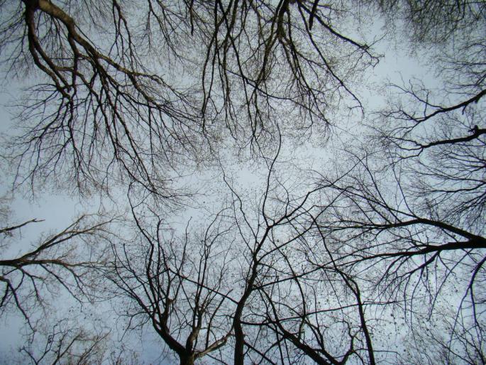 DSC02713 - 2008-03-22 - La padure-Baneasa