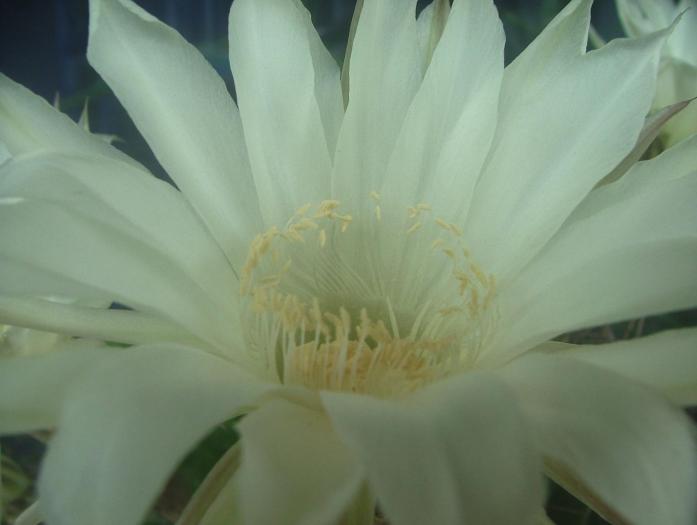 DSCF2150 - 2008 de zii cu zii