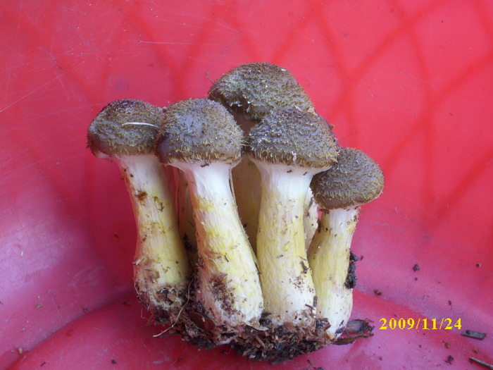 DSCI2768 - bureti si ciuperci