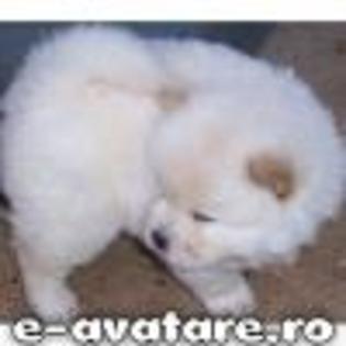 avatare_gratuite_51741581546b5f3b0275133_06817684 - CATELUSI