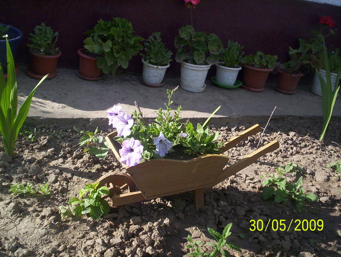 roaba cu flori - casa de la tara