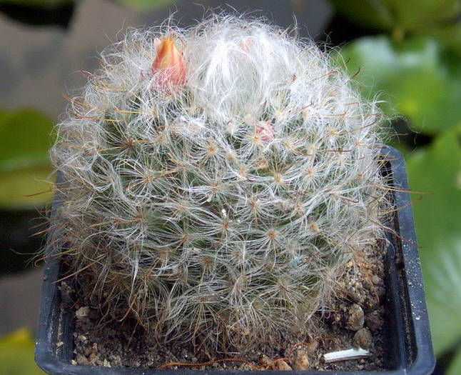 Mammillaria bocasana v. roseiflora 1