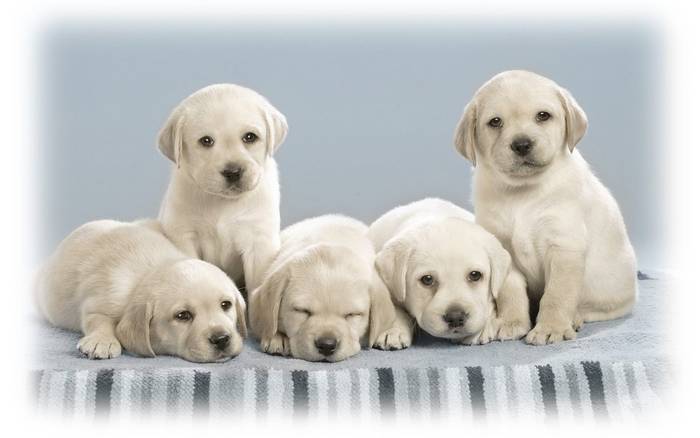 lots_o_labs-1280x800