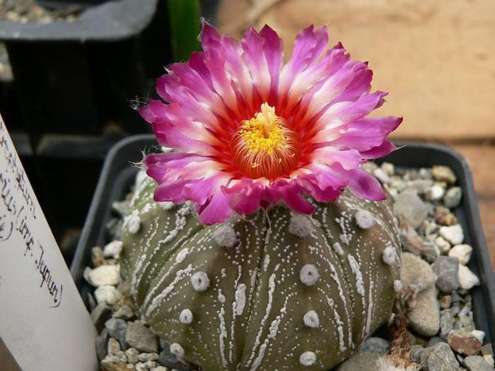 astrophytum_asterias_hb.Japan - genul Astrophytum