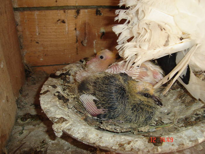 25 - D Porumbei Voltati Vechi