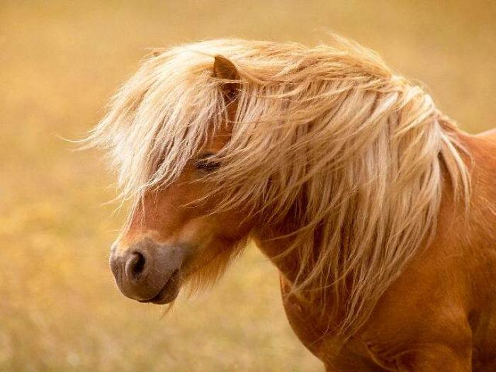 HORSE216