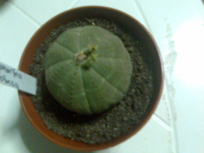 euphorbia obessa - cactusi si suculente-2009