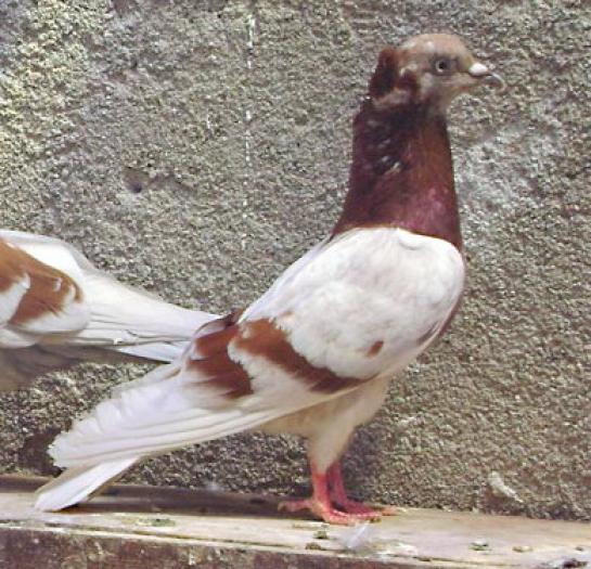 smoky(Dungat de Arad)