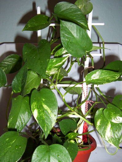 Pothos (Corn de iedera) - DIVERSE PLANTE