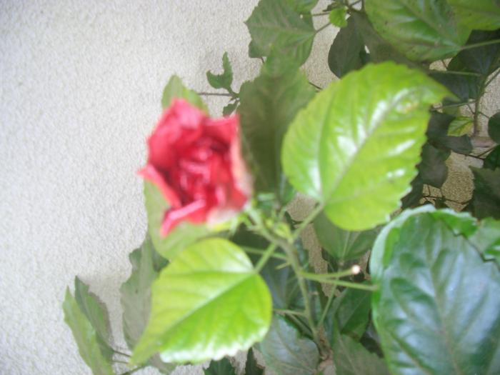 trandafirul meu japonez - Floricelele mele