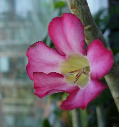 P1100721 - ADENIUM OBESUM
